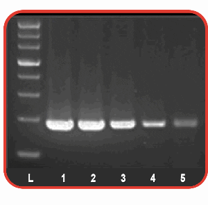 Accuris Hot Start Taq DNA Polymerase and Master Mix