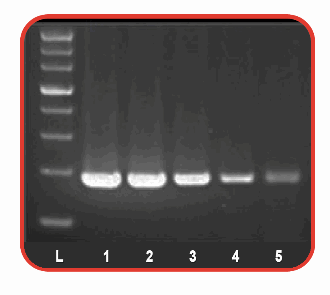 Accuris Hot Start Taq DNA Polymerase and Master Mix