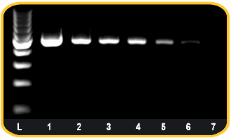 High Fidelity DNA Polymerase