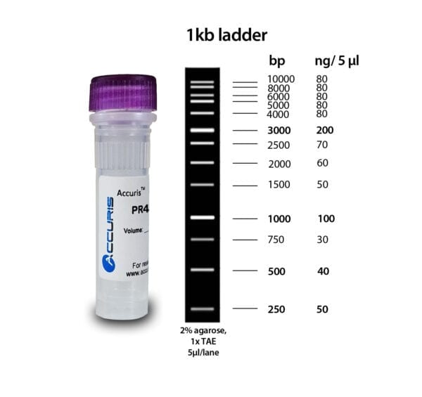 SmartCheck™ 1kb DNA Ladder, 500µl / 100 lanes